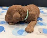 Shaggy 💚, a male Poodle - Toy  for sale in Meta, MO – Photo 10 of 10