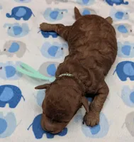 Shaggy 💚, a male Poodle - Toy  for sale in Meta, MO – Photo 7 of 10