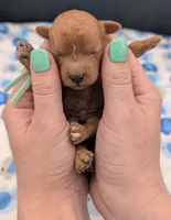 Shaggy 💚, a male Poodle - Toy  for sale in Meta, MO – Photo 4 of 10