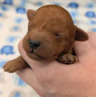 Shaggy 💚, a male Poodle - Toy  for sale in Meta, MO – Photo 5 of 10