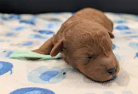Shaggy 💚, a male Poodle - Toy  for sale in Meta, MO – Photo 8 of 10