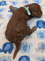 Shaggy 💚, a male Poodle - Toy  for sale in Meta, MO – Photo 9 of 10