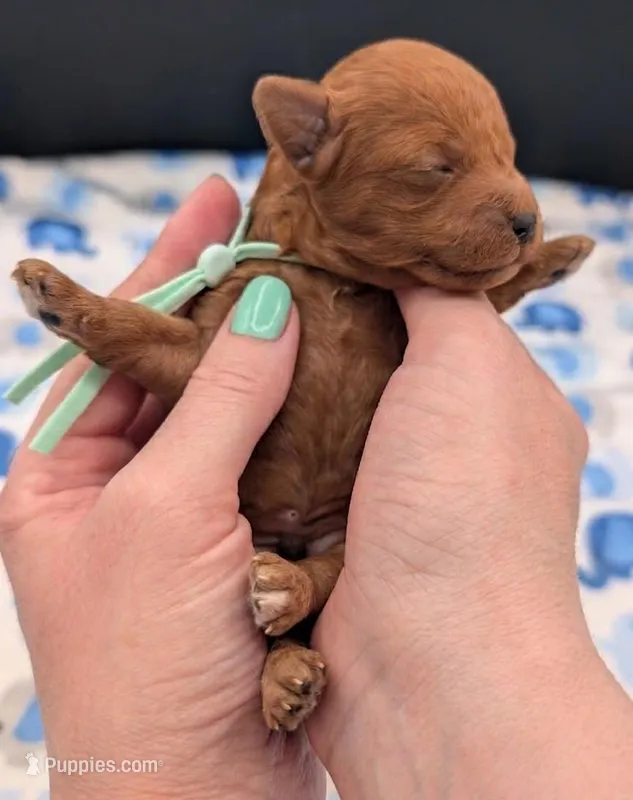 Shaggy 💚 – Poodle - Toy  puppy for sale in Meta, MO