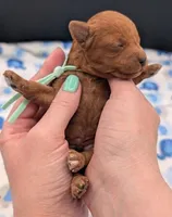 Shaggy 💚, a male Poodle - Toy  for sale in Meta, MO – Photo 1 of 10