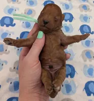 Shaggy 💚, a male Poodle - Toy  for sale in Meta, MO – Photo 3 of 10