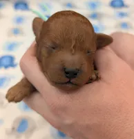 Shaggy 💚, a male Poodle - Toy  for sale in Meta, MO – Photo 6 of 10