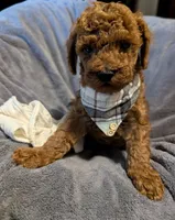 Cal 🤍, a male Poodle - Miniature  for sale in Meta, MO – 3 of 10