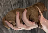 Pixie 🩷, a female Poodle - Miniature  for sale in Meta, MO – 5 of 10