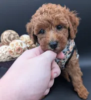Grape 🍇, a female Poodle - Toy  for sale in Meta, MO – 2 of 10