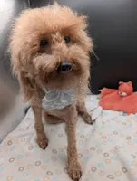 Scarlet Retired AKC Registered , a female Poodle - Miniature  for sale in Meta, MO – 9 of 10