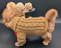 Bamm Bamm 🧡, a male Poodle - Toy  for sale in Meta, MO – 3 of 10