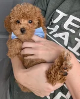Betty 🩵, a female Poodle - Toy  for sale in Meta, MO – 7 of 10