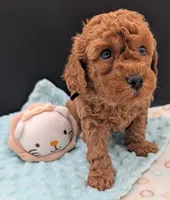 Pompadour 🖤, a male Poodle - Toy  for sale in Meta, MO – 4 of 10