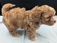 Jaxin 🩵, a male Cavapoo for sale in Meta, MO – 9 of 10