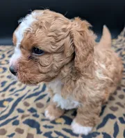 Nathan 🩶, a male Cavapoo for sale in Meta, MO – 8 of 10