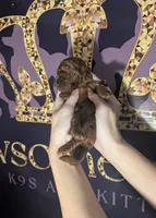 Woody 🤎, a male Poodle - Miniature  for sale in Meta, MO – 8 of 10