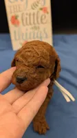 Buzz 🤍, a male Poodle - Miniature  for sale in Meta, MO – 4 of 10