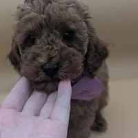 Britney Spears 💜, a female Poodle - Toy  for sale in Meta, MO – Photo 2 of 10