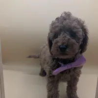 Britney Spears 💜, a female Poodle - Toy  for sale in Meta, MO – Photo 4 of 10