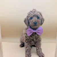 Britney Spears 💜, a female Poodle - Toy  for sale in Meta, MO – Photo 9 of 10