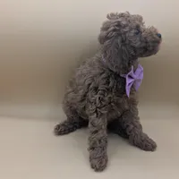 Britney Spears 💜, a female Poodle - Toy  for sale in Meta, MO – Photo 10 of 10