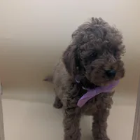 Britney Spears 💜, a female Poodle - Toy  for sale in Meta, MO – Photo 6 of 10