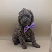 Britney Spears 💜, a female Poodle - Toy  for sale in Meta, MO – Photo 1 of 10