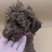 Britney Spears 💜, a female Poodle - Toy  for sale in Meta, MO – Photo 3 of 10