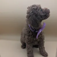 Britney Spears 💜, a female Poodle - Toy  for sale in Meta, MO – Photo 5 of 10