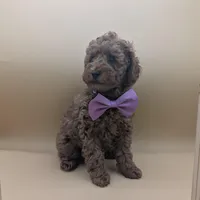 Britney Spears 💜, a female Poodle - Toy  for sale in Meta, MO – Photo 7 of 10