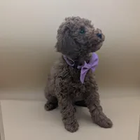 Britney Spears 💜, a female Poodle - Toy  for sale in Meta, MO – Photo 8 of 10