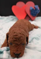 Caleb 🩵, a male Poodle - Miniature  for sale in Meta, MO – 4 of 10