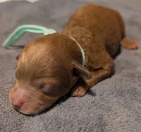 Green 🍏, a male Poodle - Toy  for sale in Meta, MO – 9 of 10