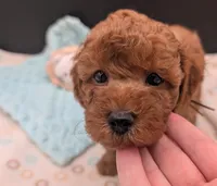 Barney 🤎, a male Poodle - Toy  for sale in Meta, MO – 4 of 10