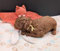 Jessie 💛, a female Poodle - Miniature  for sale in Meta, MO – 5 of 10