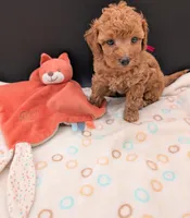 Raspberry 🩷, a female Poodle - Toy  for sale in Meta, MO – 3 of 10