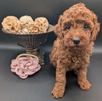 Bo Peep 🩷, a female Poodle - Miniature  for sale in Meta, MO – 4 of 10