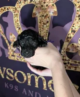 Sarabi 💜, a female Poodle - Miniature  for sale in Meta, MO – 7 of 10