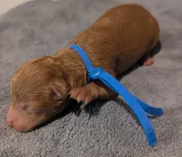 Blueberry 🫐, a male Poodle - Toy  for sale in Meta, MO – 10 of 10