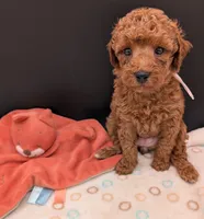 Watermelon 🍉, a female Poodle - Toy  for sale in Meta, MO – 9 of 10
