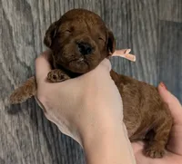 Nala 🩷, a female Poodle - Miniature  for sale in Meta, MO – 9 of 10
