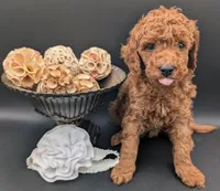 Buzz 🤍, a male Poodle - Miniature  for sale in Meta, MO – 3 of 10