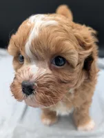 Jaxin 🩵, a male Cavapoo for sale in Meta, MO – 7 of 10