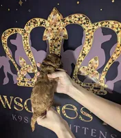 Woody 🤎, a male Poodle - Miniature  for sale in Meta, MO – 10 of 10