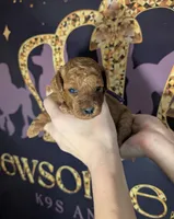 Grape 🍇, a female Poodle - Toy  for sale in Meta, MO – 3 of 10