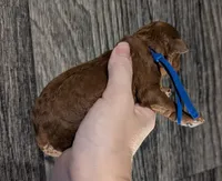Blueberry 🫐, a male Poodle - Toy  for sale in Meta, MO – 10 of 10
