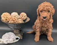 Buzz 🤍, a male Poodle - Miniature  for sale in Meta, MO – 2 of 10