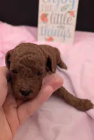 Bo Peep 🩷, a female Poodle - Miniature  for sale in Meta, MO – 7 of 10