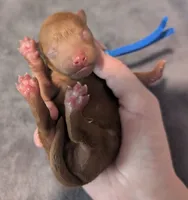 Blueberry 🫐, a male Poodle - Toy  for sale in Meta, MO – 3 of 10