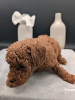 Cal 🤍, a male Poodle - Miniature  for sale in Meta, MO – 5 of 10
